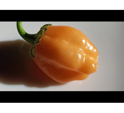 Семена перца острого Wartryx Peach Gum